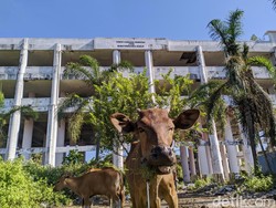 Penampakan Selter Tsunami yang Disidik KPK: Rusak dan Jadi Kandang Sapi
