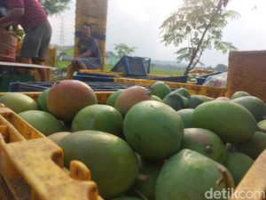 Produksi Mangga Gedong Gincu Cirebon Anjlok gegara Kemarau Produksi Mangga Gedong Gincu Cirebon Anjlok gegara Kemarau