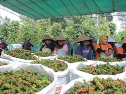 Safrizal Ajak Warga Kembalikan Kejayaan Lada Babel