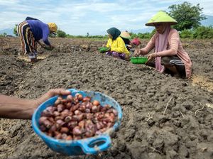 Pemkot Palu Luncurkan Gerakan Tanam Bawang untuk Pengendalian Inflasi