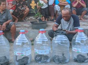 Hii! 5 Ekor Kobra Jawa Bersarang di Tumpukan Genteng Warga Klaten Hii! 5 Ekor Kobra Jawa Bersarang di Tumpukan Genteng Warga Klaten