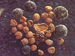 Tanaman Tumbuh di Dalam Inti Es Greenland, Akankah Es Mencair?