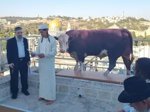 Warga Israel Latihan Ritual Sapi Merah di Sekitar Masjid Al Aqsa Warga Israel Latihan Ritual Sapi Merah di Sekitar Masjid Al Aqsa