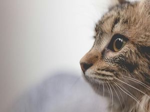 Sandi Rekam Penembakan Kucing hingga Dijadikan Status WA Sandi Rekam Penembakan Kucing hingga Dijadikan Status WA