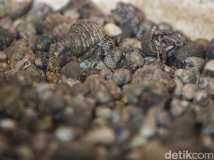 Penyelundupan Ribuan Kelomang Terungkap gegara Koper yang Berisik Penyelundupan Ribuan Kelomang Terungkap gegara Koper yang Berisik