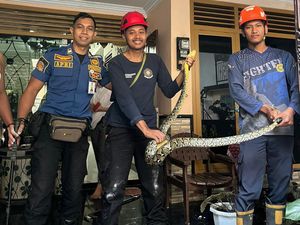 Hii! Ular Sowo Kembang 2 Meter Ngumpet di Plafon Rumah Warga Sleman