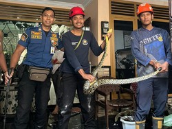 Hii! Ular Sowo Kembang 2 Meter Ngumpet di Plafon Rumah Warga Sleman