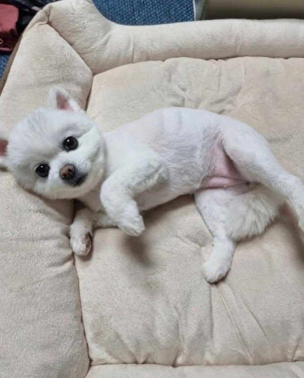 Potret anjing peliharaan Uhm Tae Goo bernama Umji