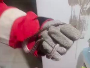 Ular Masuk ke Rumah, Warga Jaksel Nge-DM Instagram Damkar Minta Bantuan Ular Masuk ke Rumah, Warga Jaksel Nge-DM Instagram Damkar Minta Bantuan