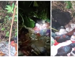 TNBBS Sebut Beruang Mengais Makan di Tempat Sampah Tergoda Aroma Makanan