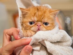 Kisah Perceraian Unik, Pria Ini Wajib Bayar Nafkah Kucing Tiap Bulan Kisah Perceraian Unik, Pria Ini Wajib Bayar Nafkah Kucing Tiap Bulan