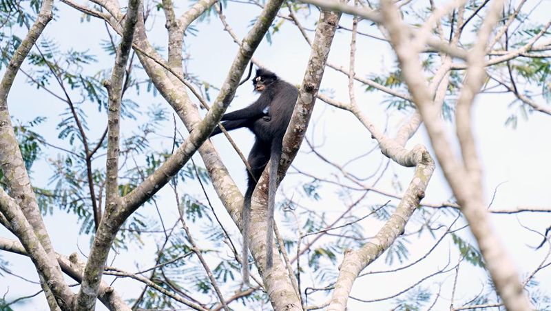 Upaya PT Arutmin Indonesia Jaga Kelestarian Lutung Dahi Putih