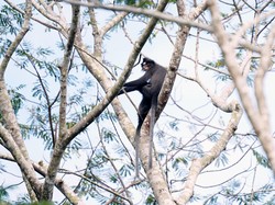 Upaya PT Arutmin Indonesia Jaga Kelestarian Lutung Dahi Putih
