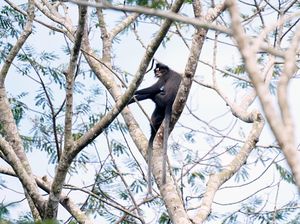 Upaya PT Arutmin Indonesia Jaga Kelestarian Lutung Dahi Putih Upaya PT Arutmin Indonesia Jaga Kelestarian Lutung Dahi Putih