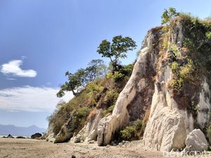 Eksotisme Pantai Panmuti Kupang: Tebing Putih dan Pohon Unik di Atas Bukit
