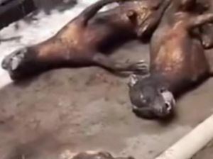 Polisi-Komunitas Pecinta Anjing Gerebek Lokasi Jagal Anjing di Denpasar Selatan Polisi-Komunitas Pecinta Anjing Gerebek Lokasi Jagal Anjing di Denpasar Selatan