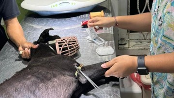 Dehidrasi-Anemia, Anjing di Tempat Jagal Denpasar Selatan Dievakuasi