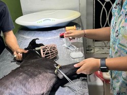 Dehidrasi-Anemia, Anjing di Tempat Jagal Denpasar Selatan Dievakuasi