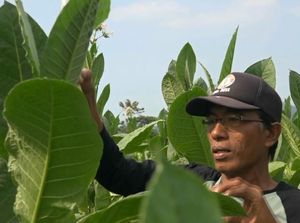 Berkah Kemarau bagi Petani Tembakau Probolinggo Berkah Kemarau bagi Petani Tembakau Probolinggo