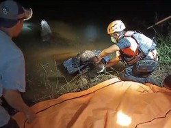 Pamit Mancing, Kahpi Ditemukan Tewas Diterkam Buaya Sungai di Bangka