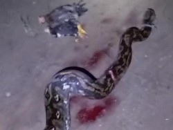 Warga Gorontalo Tangkap-Bunuh Ular Piton 5,5 Meter Usai Mangsa 2 Ayam