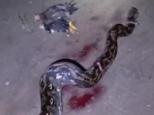 Warga Gorontalo Tangkap-Bunuh Ular Piton 5,5 Meter Usai Mangsa 2 Ayam Warga Gorontalo Tangkap-Bunuh Ular Piton 5,5 Meter Usai Mangsa 2 Ayam