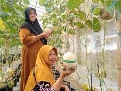 Wisata Kebun Melon Kirani di Purworejo, Pengunjung Bebas Pilih-Petik Sendiri