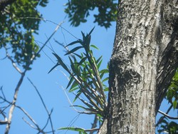 Pakar UGM Usul Konservasi Anggrek Larat Hijau Langka Lewat Transgenik
