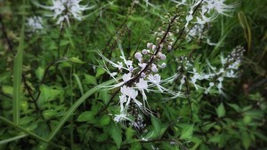 Khasiat Tanaman Kumis Kucing Lengkap Resep Minuman Sehatnya
