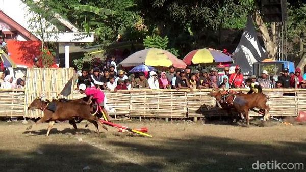 Aksi Joki Cilik Karapan Sapi di Lumajang