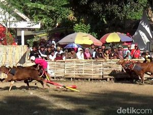 Aksi Joki Cilik Karapan Sapi di Lumajang
