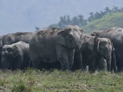 Ngeri, Tujuh Gajah Mati Tertabrak Kereta