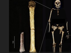 Ilmuwan Ungkap Fakta Baru Manusia Hobbit dari Flores