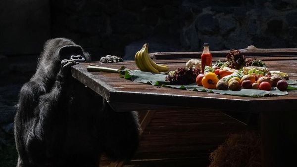 Intip Perayaan Ulang Tahun Ke-50 Gorila di Ukraina