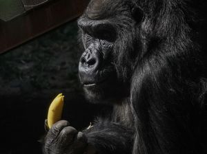 Kamera Canggih Ini Pantau Aktivitas Gorila Secara Otomatis