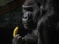 Kamera Canggih Ini Pantau Aktivitas Gorila Secara Otomatis