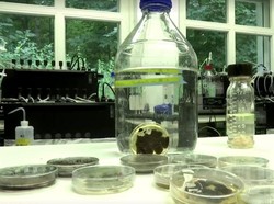 Jerman Teliti Jamur yang Bisa Memakan Sampah Plastik