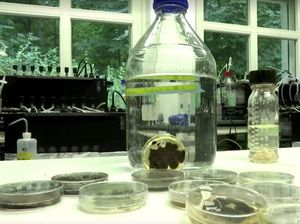 Jerman Teliti Jamur yang Bisa Memakan Sampah Plastik Jerman Teliti Jamur yang Bisa Memakan Sampah Plastik