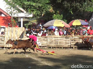 Aksi Seru dan Menantang Para Joki Karapan Sapi Lumajang