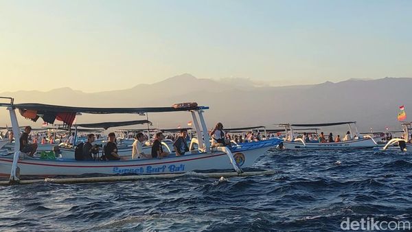 Foto: Serunya Mengejar Lumba-lumba di Bali Utara