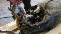 10 Makanan Fermentasi dengan Aroma Terkuat di Dunia