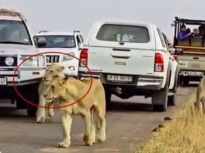 Mobil Turis Senggol Singa di Taman Nasional, Netizen Ngamuk Mobil Turis Senggol Singa di Taman Nasional, Netizen Ngamuk