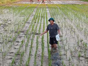 Pemkot Semarang dan BRIN Tanam Padi Biosalin dengan Sistem Tabela