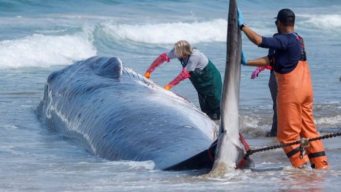 Misteri Tsunami Jepang, Kok Bisa Paus Raksasa Terdampar?