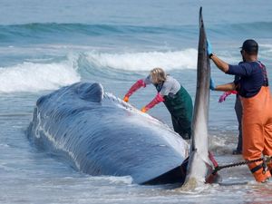 Dahsyat Tsunami Jepang Seret Paus-paus Raksasa ke Daratan