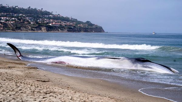 Penampakan Paus Sirip Mati Terdampar di California