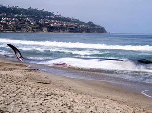 Penampakan Paus Sirip Mati Terdampar di California Penampakan Paus Sirip Mati Terdampar di California