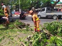 Pohon Tumbang di Depan Pesantren IMMIM Makassar, Mobil-Motor Tertimpa