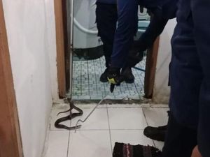 Kaget Lihat Kobra saat Mau ke Toilet, Warga Bogor Panggil Damkar