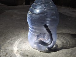 Cerita Farhan Terbirit-birit Usai Tatap Ular Kobra Masuk Rumahnya